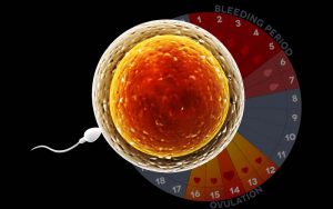 How to Promote Regular Ovulation for Optimal Fertility 3