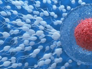 The Many Roles of L-arginine in Male Fertility 8