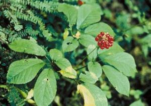 Herbs That Support Male Fertility, American Ginseng