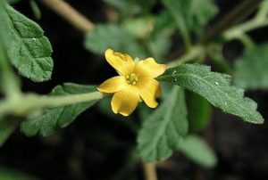 Herbs That Support Male Fertility, damiana