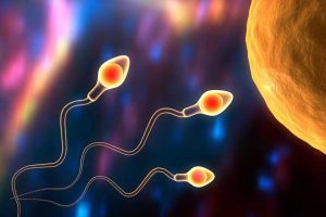 'Spermbots' for Improving Fertility Treatments