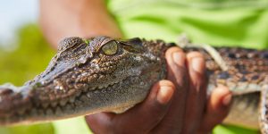 Krokodilspermien und ihre Bedeutung für die männliche Fertilität