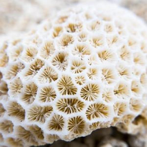 Coral Calcium® enthält 73 lebenswichtige Spurenelemente, Calcium und Vitamin D