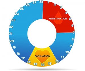 Balancing Menstrual Cycle Phases to Increase Chance of Conception 1