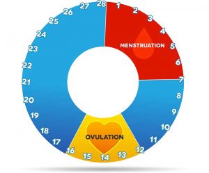 Balancing Menstrual Cycle Phases to Increase Chance of Conception 1