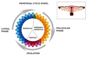 Luteal Phase Defect and it's Impact on Your Fertility