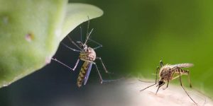 Zika-Virus: Studie an Mäusen zeigt verheerende Auswirkungen auf die männliche Fruchtbarkeit