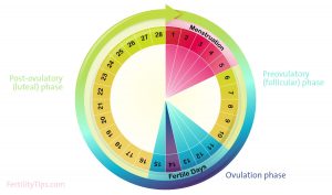 Period Health: A Guide to Understanding Your Cycle