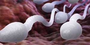 Gesundes Sperma: Der Einsatz der “Sperma-Radar-Technik” in der Erforschung männlicher Unfruchtbarkeit