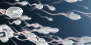 Spermienmotilität natürlich verbessern 2