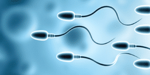 Schwermetallbelastung kann männliche Spermien schädigen