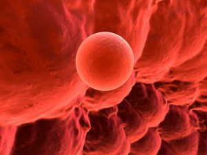 Eizellen machen Proteinaggregate unschädlich, welche die weibliche Fortpflanzungsfähigkeit beeinträchtigen 2
