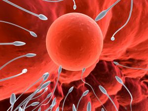 Neue Entdeckung enthüllt, wie die Eizelle den Spermieneintritt kontrolliert 1