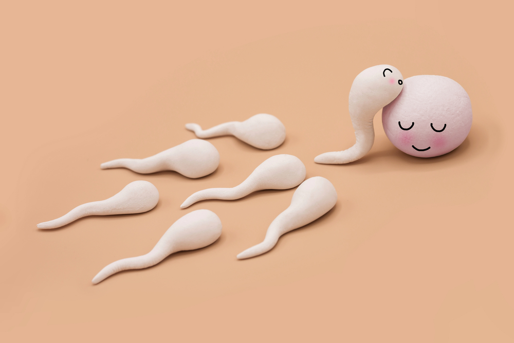 Neue Entdeckung enthüllt, wie die Eizelle den Spermieneintritt kontrolliert