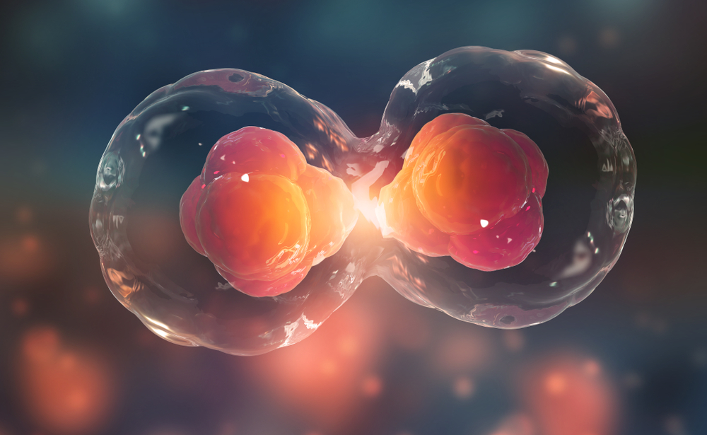 Forscher lüften die Geheimnisse der Zellteilung in Embryonen