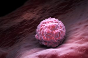 Forscher lüften die Geheimnisse der Zellteilung in Embryonen 1