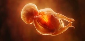 Wie sich die DNA im frühen Embryo selbst organisiert 1