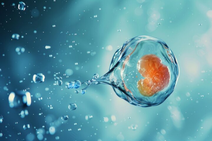 Wie sich die DNA im frühen Embryo selbst organisiert
