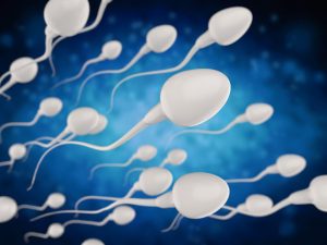 Ein genetischer Faktor hilft Spermien, ihre Konkurrenten auszustechen 1