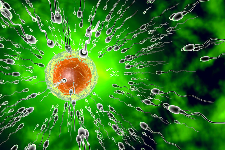 Ein genetischer Faktor hilft Spermien, ihre Konkurrenten auszustechen