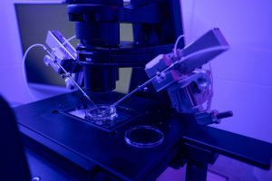 Der verborgene DNA-Organisator, der Fruchtbarkeit und Krebs miteinander verbindet 1