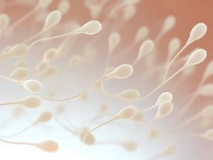 Umprogrammierung von Blutzellen, um Spermienvorläufer zu erzeugen 2
